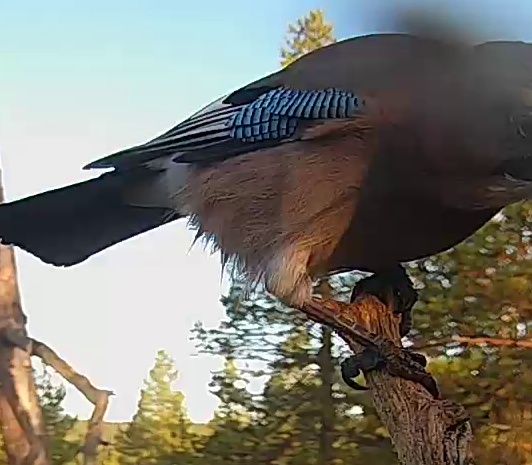 Best image of Eurasian jay