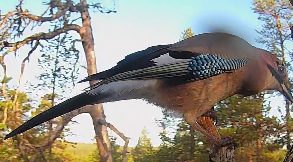 Best image of Eurasian jay